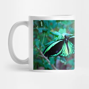 Female Cairns Birdwing Mug